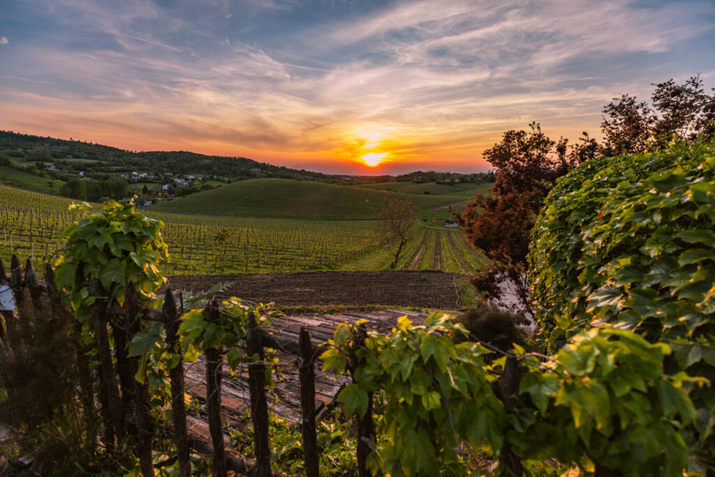 Zona di produzione del Cortese di Gavi