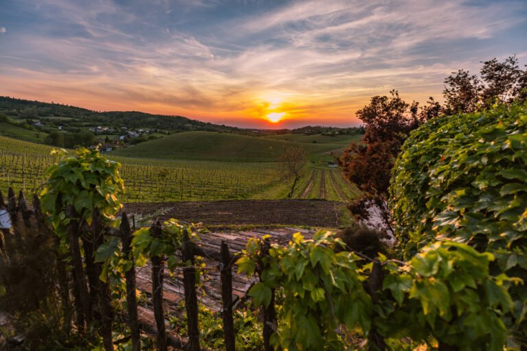 Scopri di più sull'articolo Gavi Docg: vino bianco di grande prestigio prodotto nell’estremo angolo sud-orientale del Piemonte