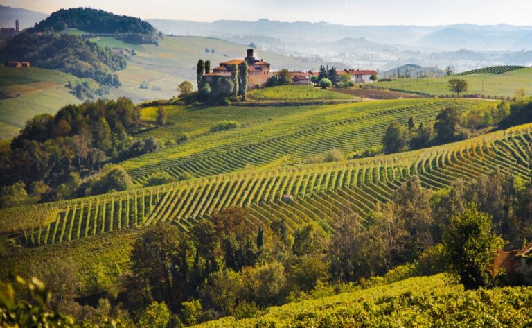 Scopri di più sull'articolo Terreni agricoli. Crea: l’andamento del mercato in Italia nel 2023. Vigneti sempre più costosi