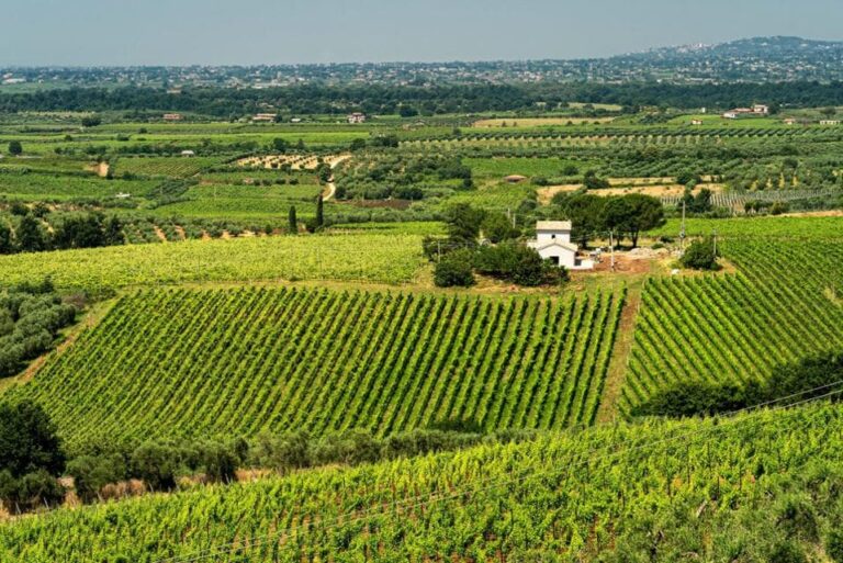 Scopri di più sull'articolo Vitigni del Lazio, il Vino del Futuro: storie, cantine e sapori. Oltre 200 produttori e consigli su dove mangiare nella Guida di Repubblica