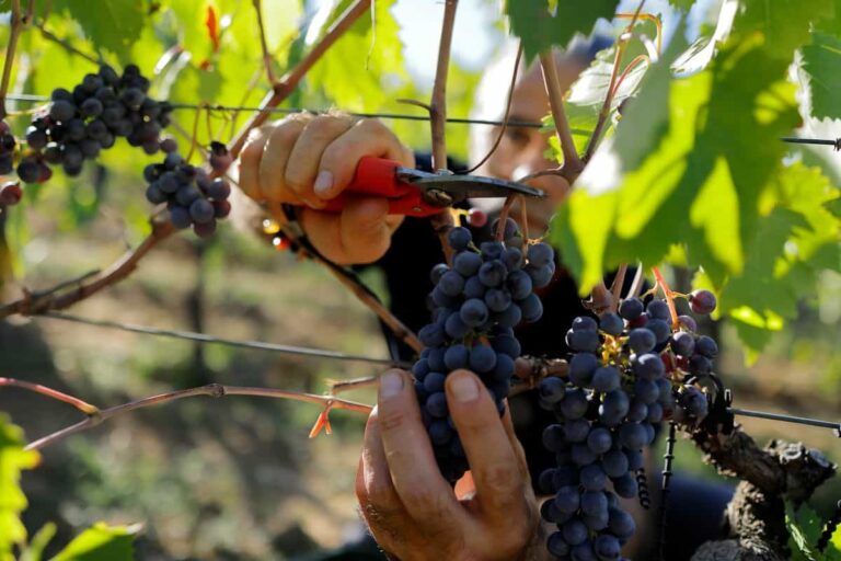 Scopri di più sull'articolo Per fare un buon vino servono (anche) buoni batteri. Lo studio dell’Università di Bologna