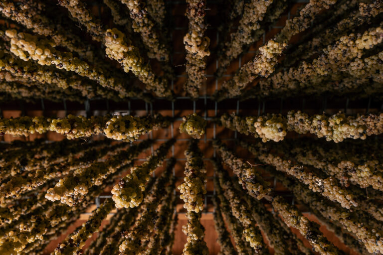 Scopri di più sull'articolo Guida ai vini del Veneto: il Torcolato
