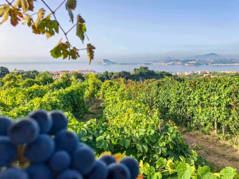 Scopri di più sull'articolo Campi Flegrei DOC: seminario di degustazione vini e racconti di vignaioli a cura di Slow Wine