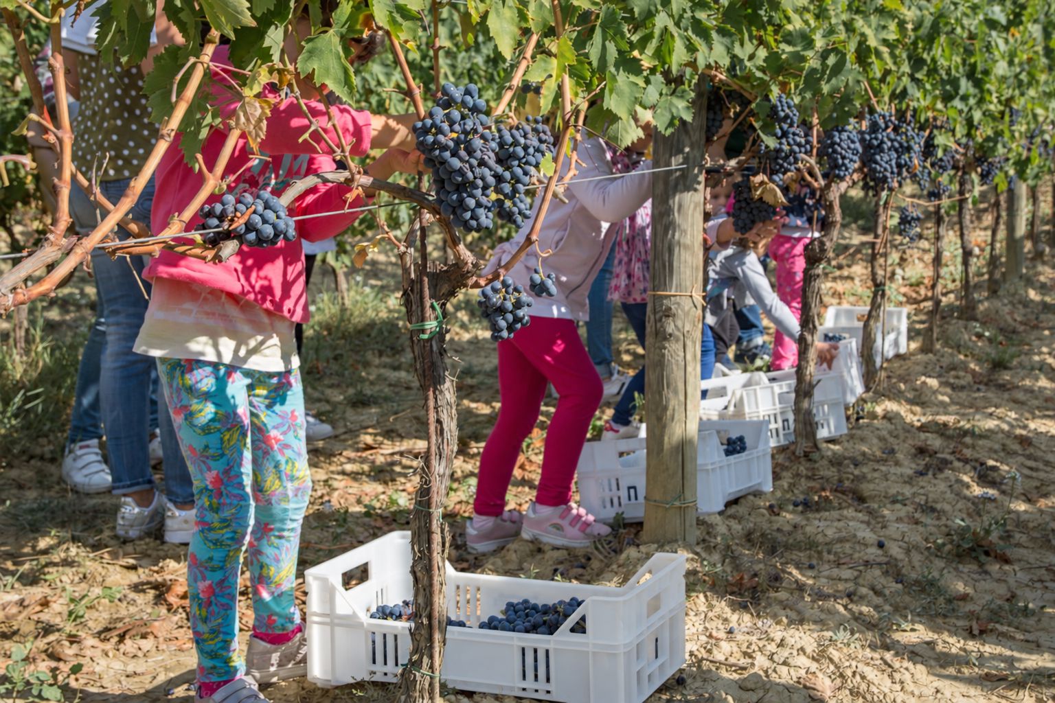Scopri di più sull'articolo Cantine Aperte in Vendemmia 2026: primi assaggi del mosto, pic-nic e laboratori per celebrare la nascita del vino. I programmi