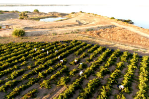 Scopri di più sull'articolo Verso la vendemmia 2025: viti in salute e aspettative alte. Dal Trentino-Alto Adige alla Sicilia, ecco il punto aggiornato di alcuni produttori