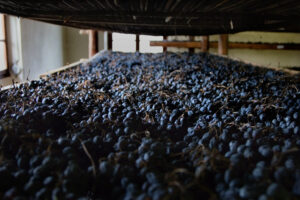 Scopri di più sull'articolo La tecnica secolare di “messa a riposo delle uve” della Valpolicella, essenziale per la produzione di Amarone e Recioto, è candidata a Patrimonio UNESCO